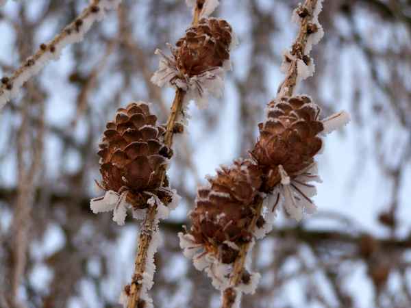 Tannenzapfen mit Raureif