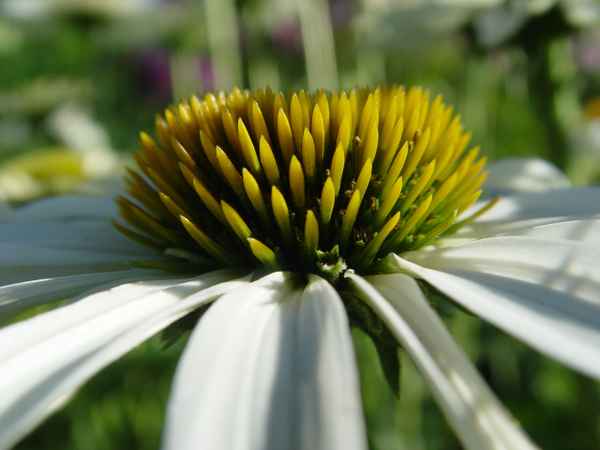 Echinacea purpurea Alba
