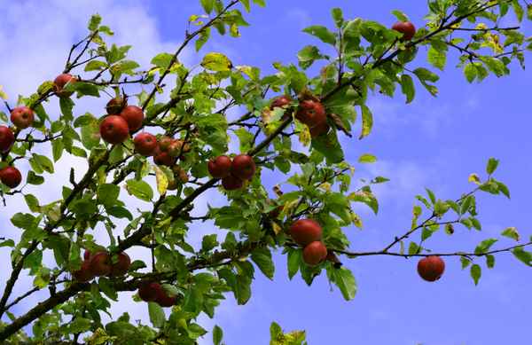 Frisch & fruchtig