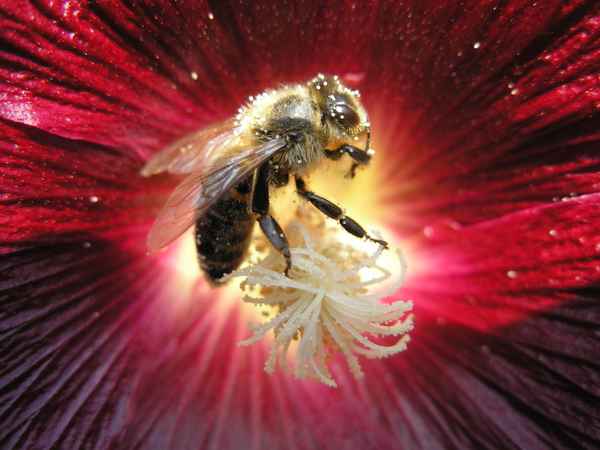 Blütenstaub-Sammler