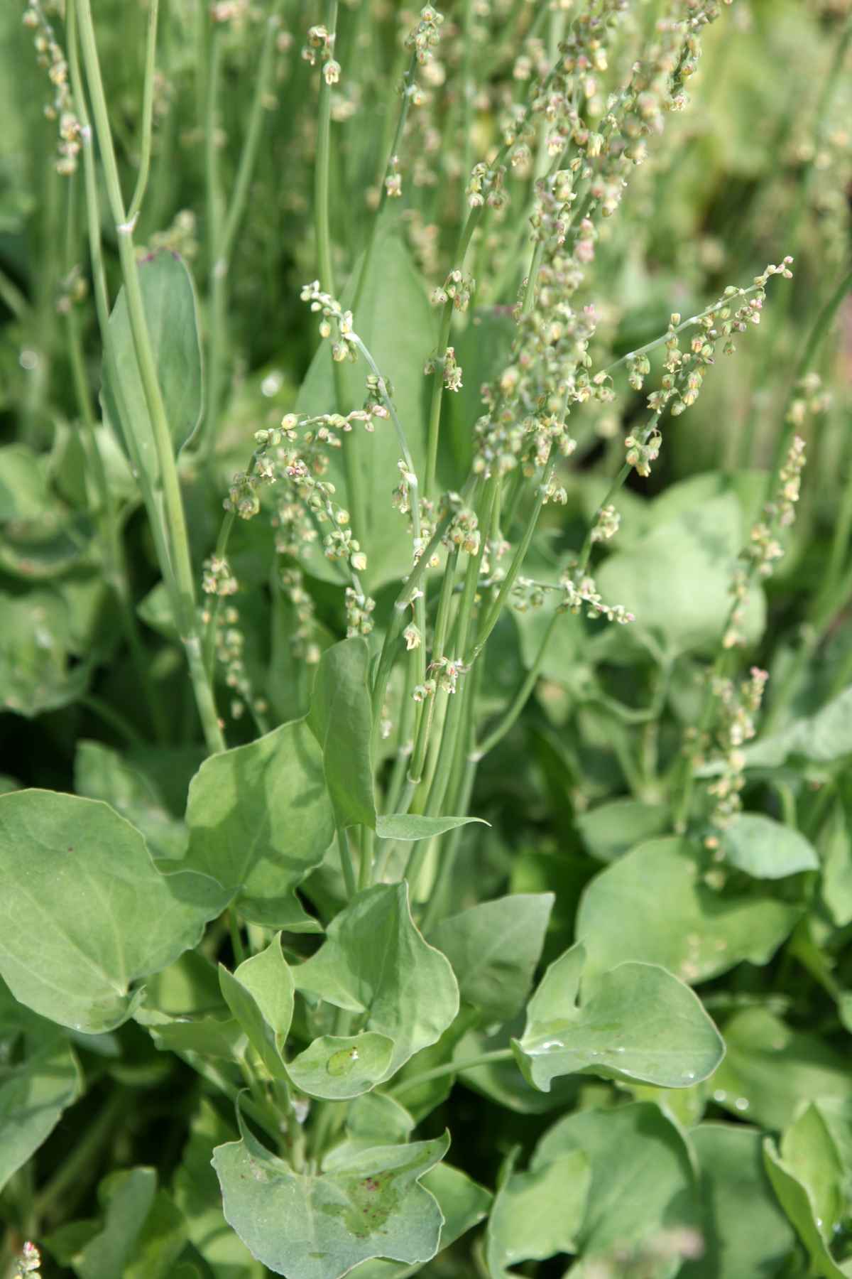 Schildampfer