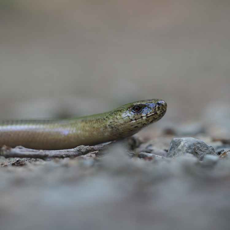 Blindschleiche