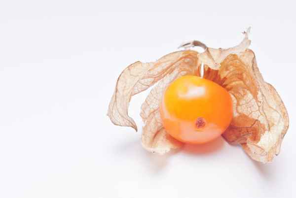 physalis