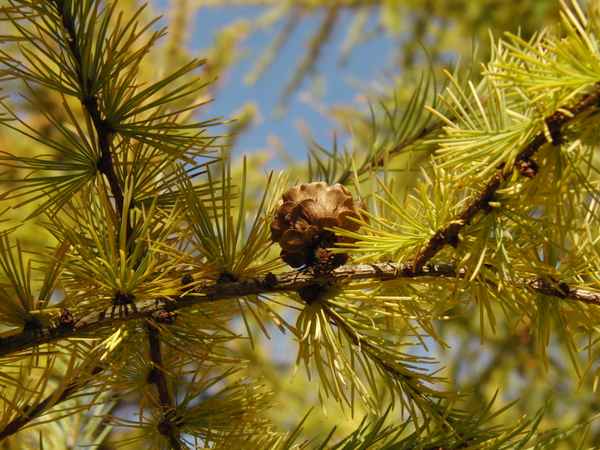 Lärche mit Zapfen