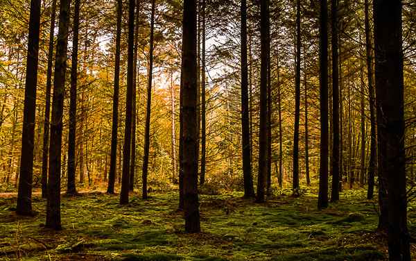 Herbstwald