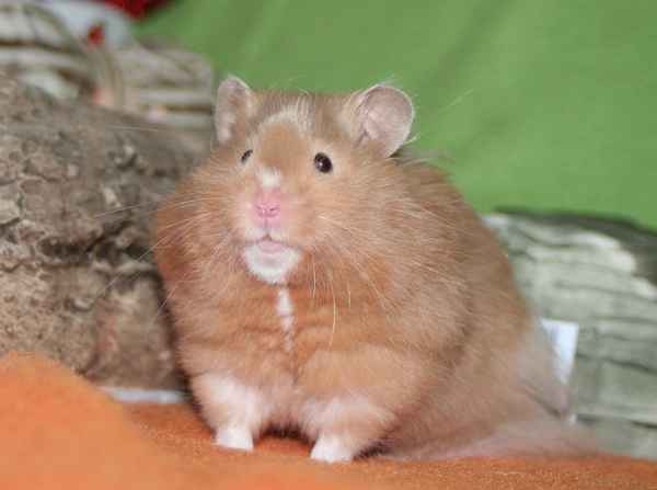 Hamster oder Bär *fg