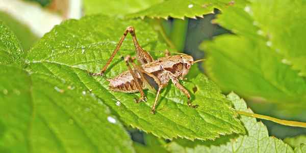 junge Nymphe von einer  Schrecke (Roeseliana roesilii), ca 2 cm, im "Pubertaetsstandium")