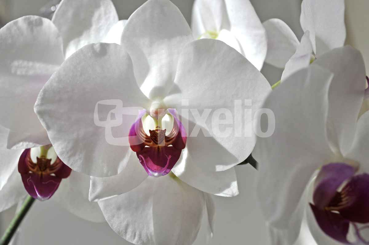 weiße Orchideen