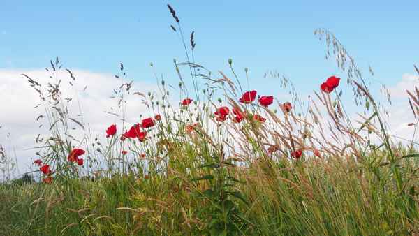 ein sonnentag in  feld und flur