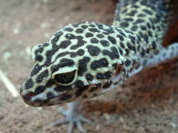 Leopardengekko 3