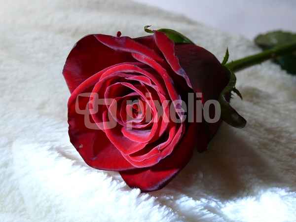 "Dunkelrote Rose"