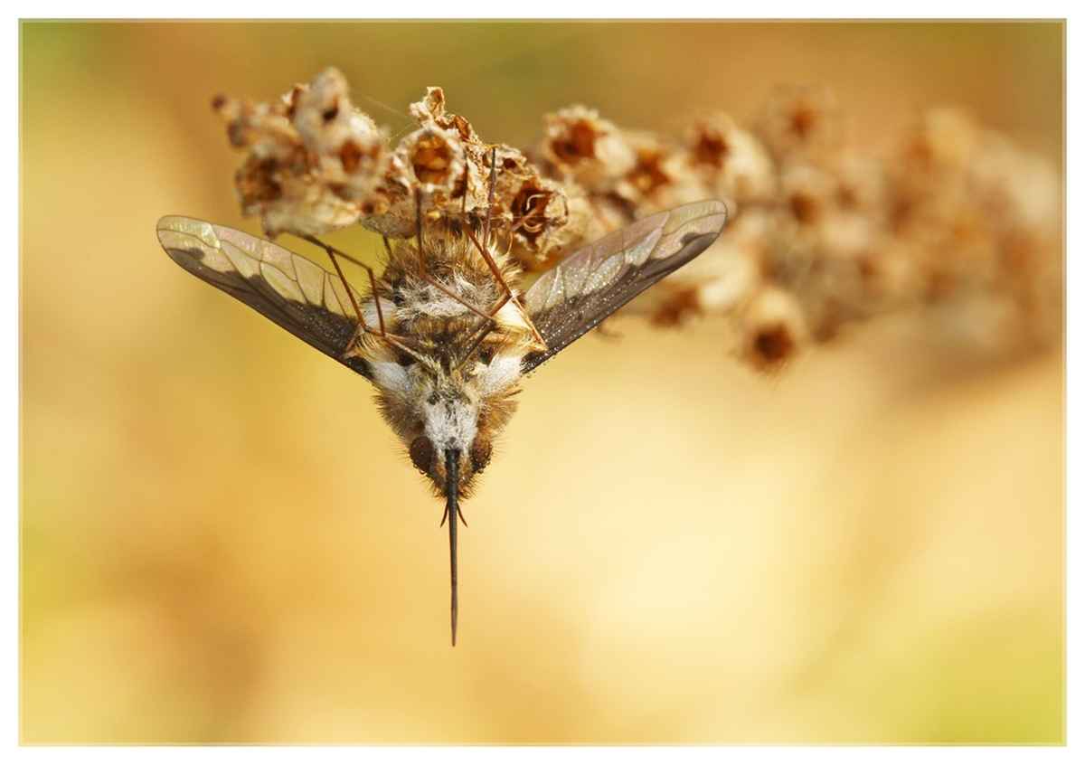Wollibauch