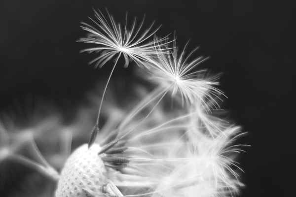pusteblume 1