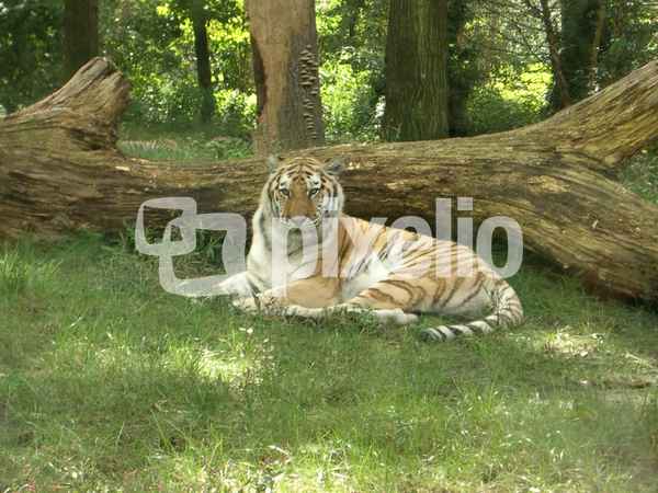 Tiger im Bronx Zoo 2 (das beste der 3 Bilder, sieht man nur nach dem runterladen ;-) )
