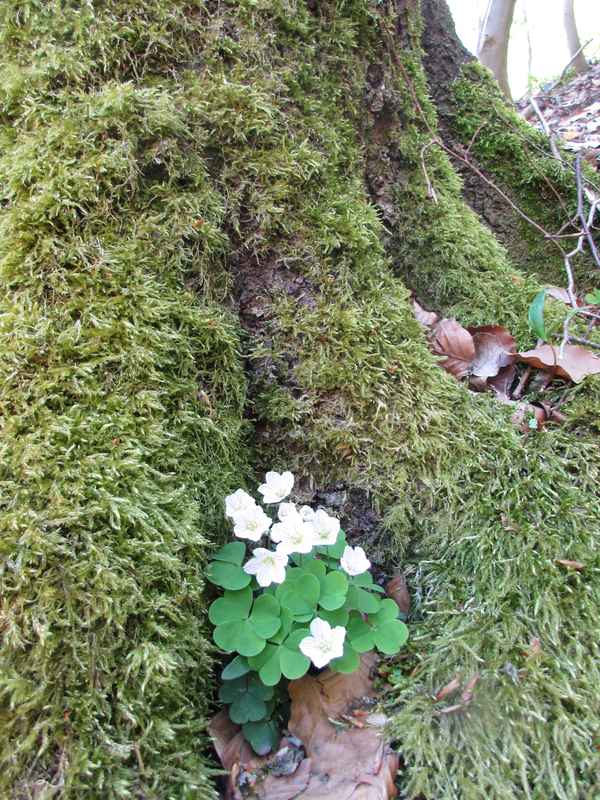 Zart beschützt von Grob