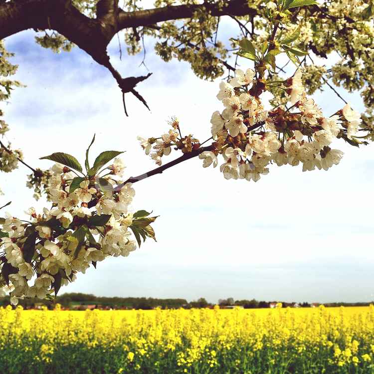 Baumblüte