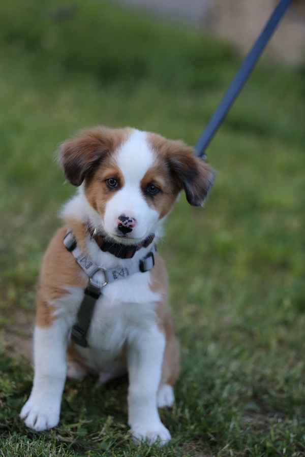 Australien Shepherd Welpe