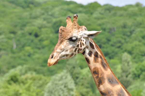  Giraffe