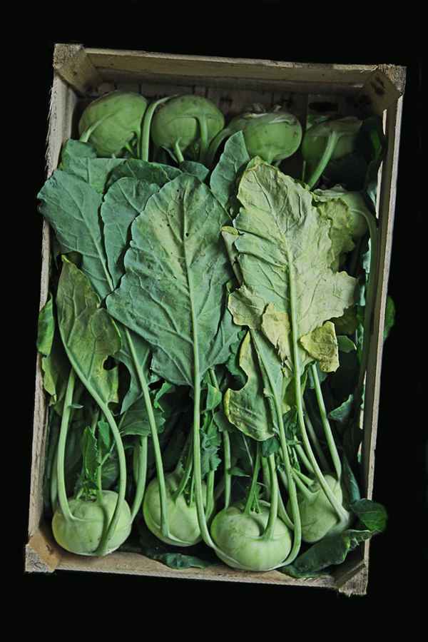 frisches Kohlrabi