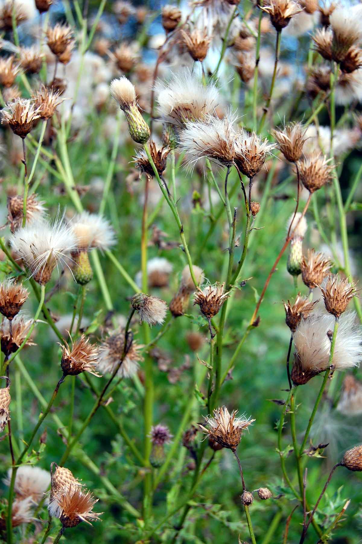 Textur Distelblüten