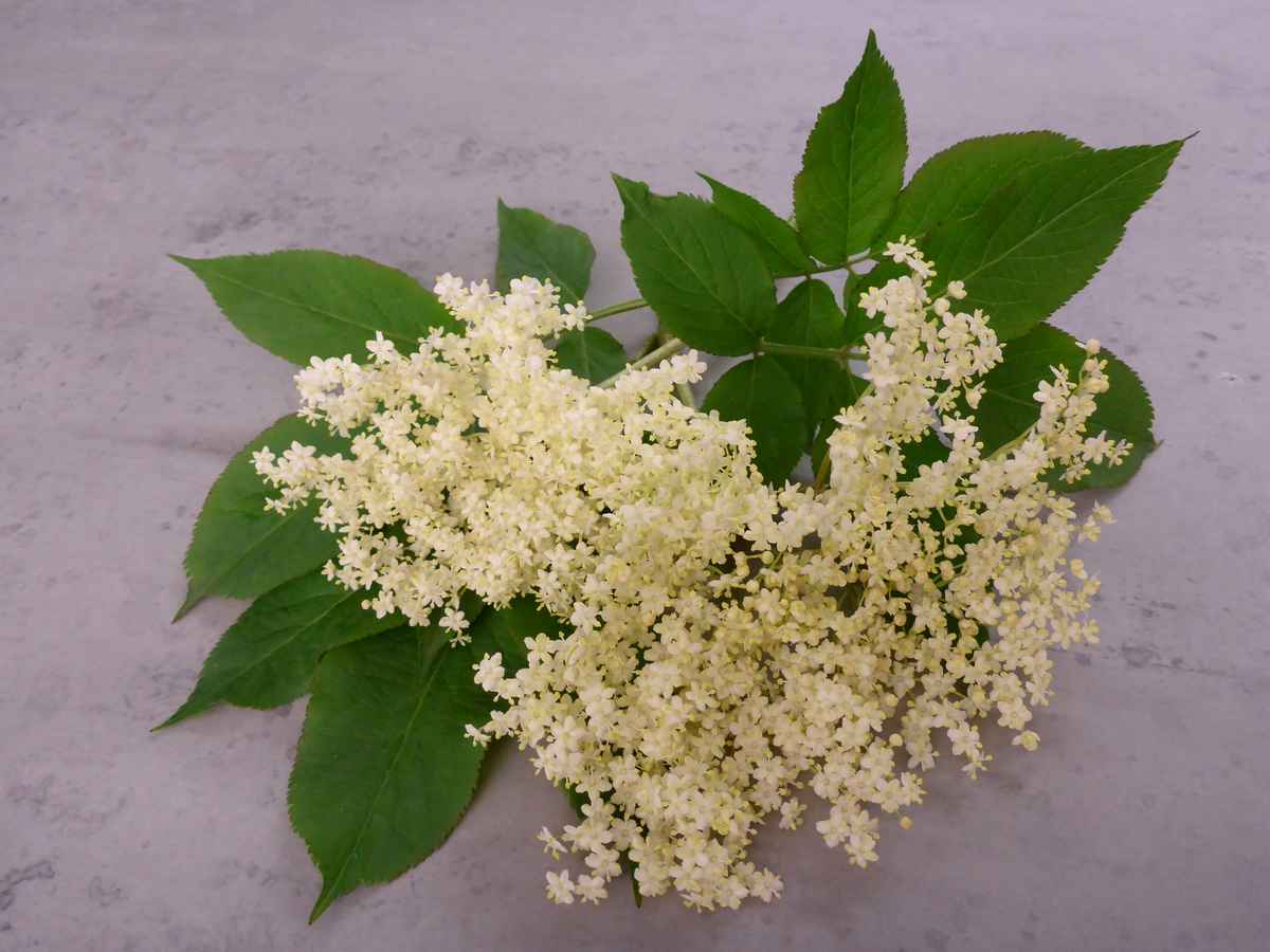 Holunderblüte mit Blättern