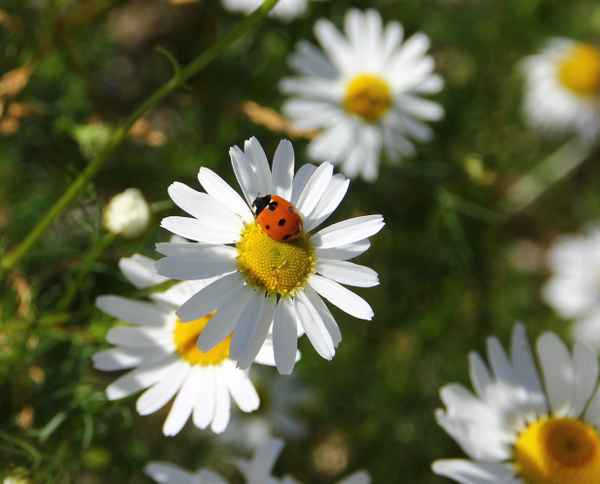 Kleiner Sommerkrabbler 01