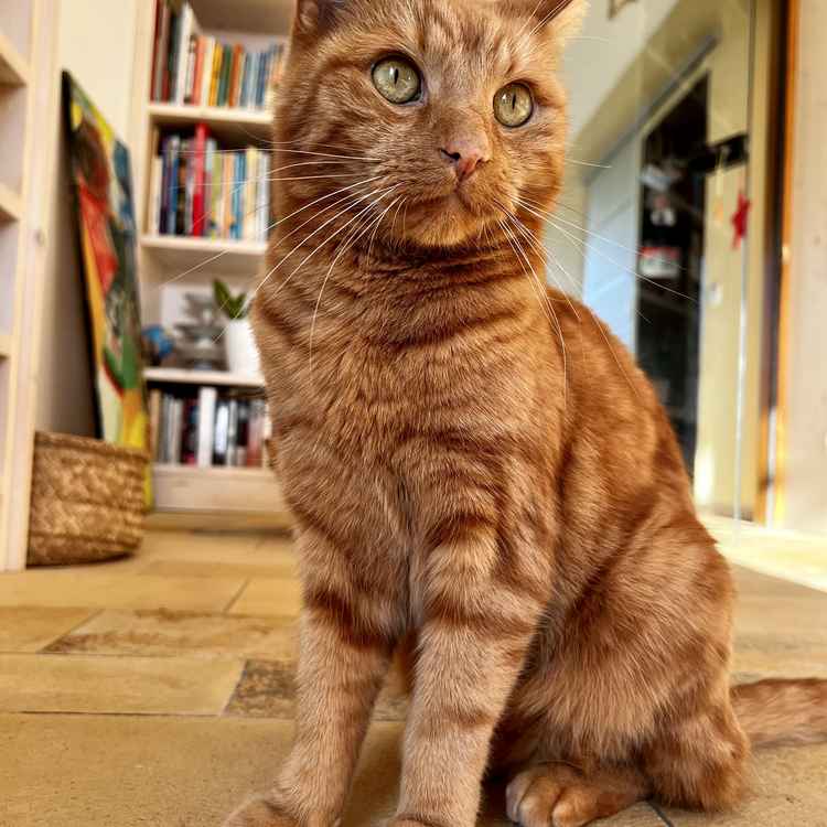 Neugieriger Garfield