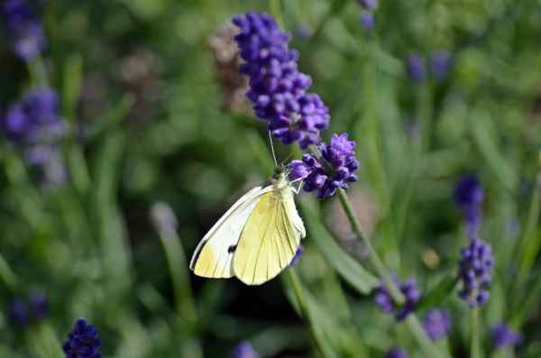 Weißling auf Lavendel