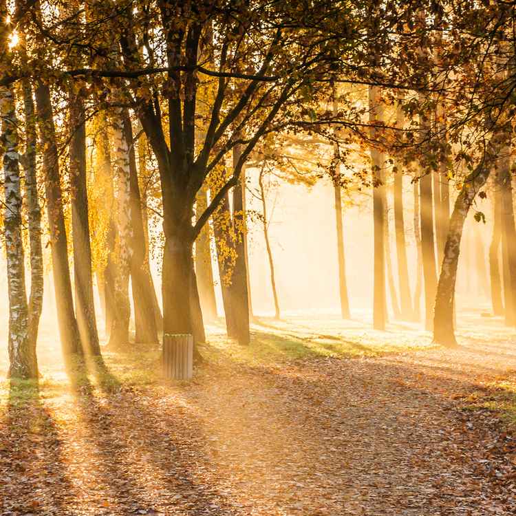 Novembermorgensonne