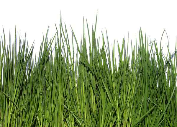 Gras