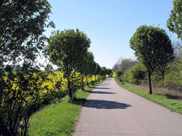 Baum-Allee entlang dem Rapsfeld