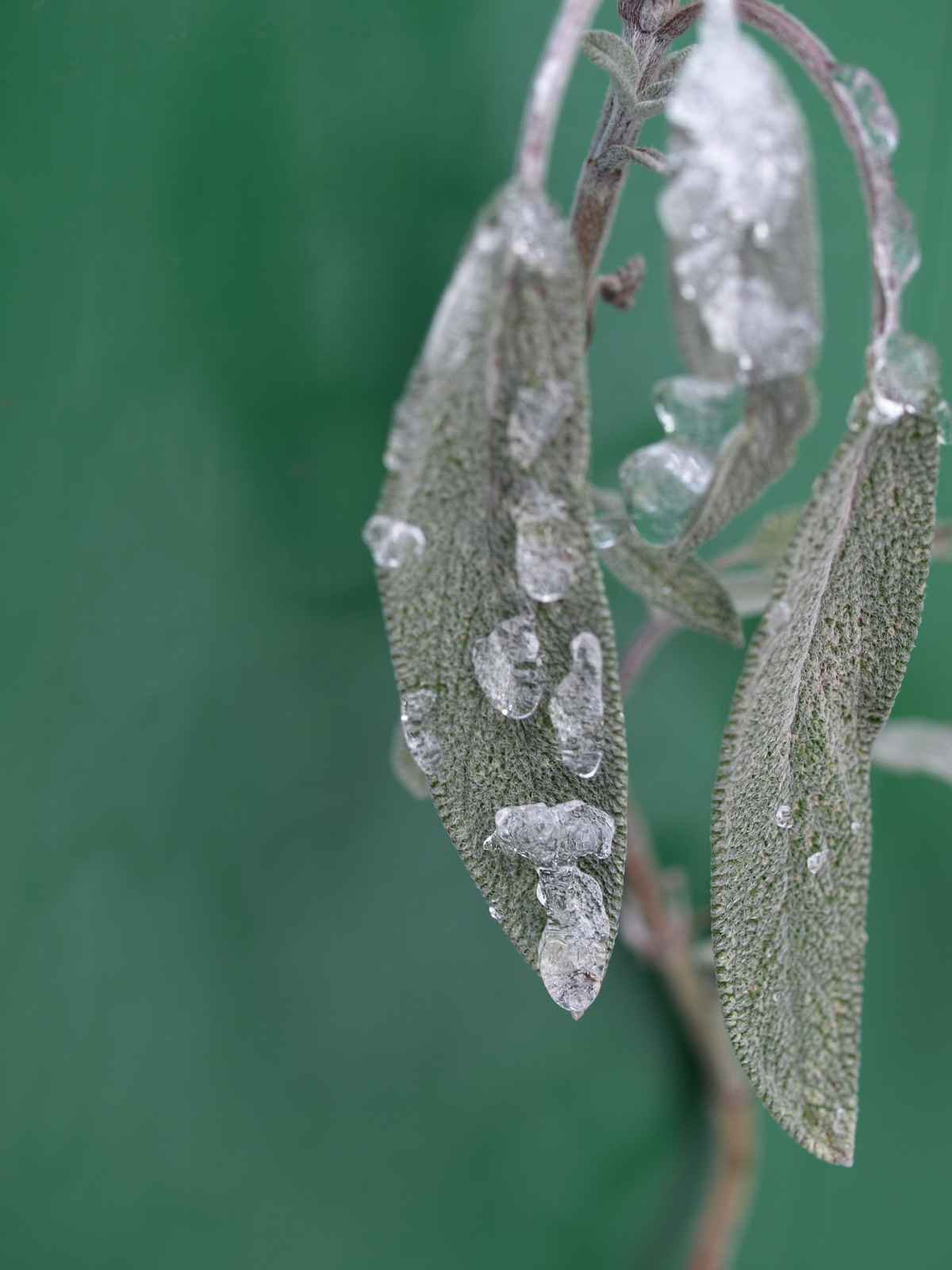 Salbeiblatt im Winter