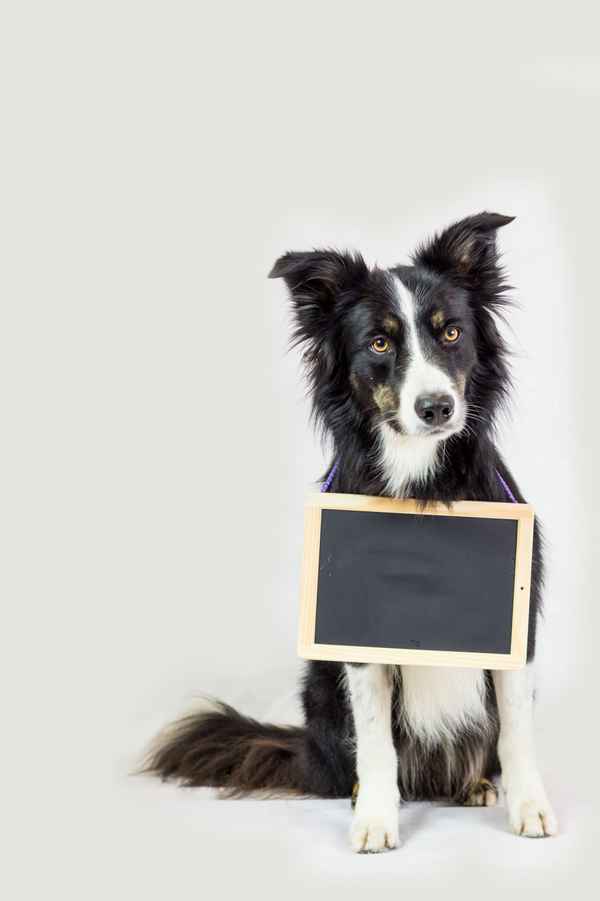 Border Collie mit Tafel