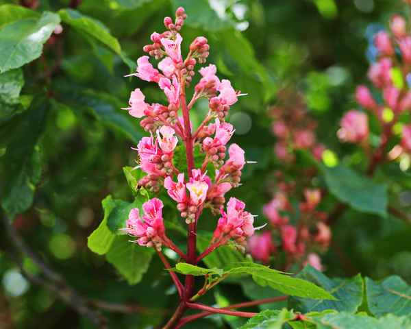 rote kastanienblüten
