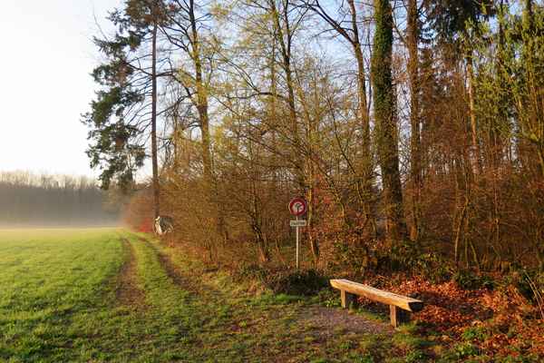 Morgenfrische am Waldrand