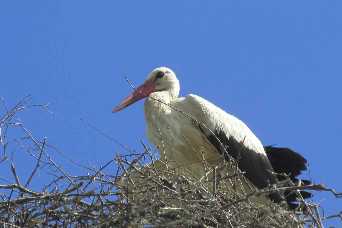 Storch im Nest
