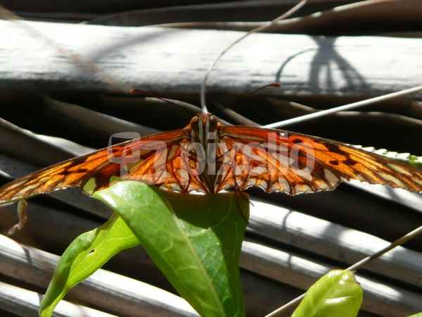 Schmetterling