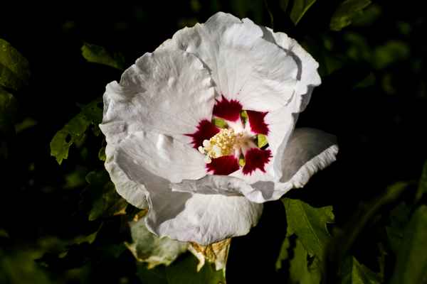 Hibiskusbluete