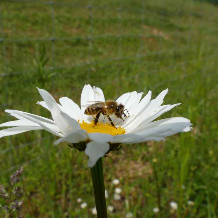 Biene auf Margerite