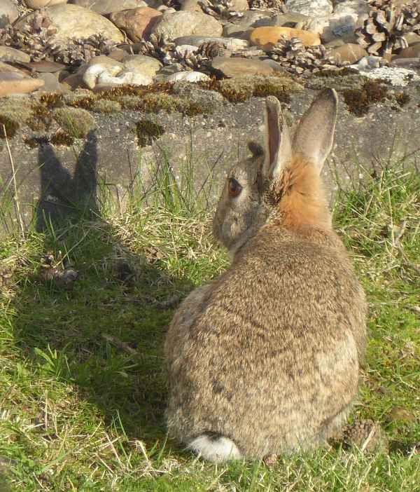 Wildkaninchen im Garten
