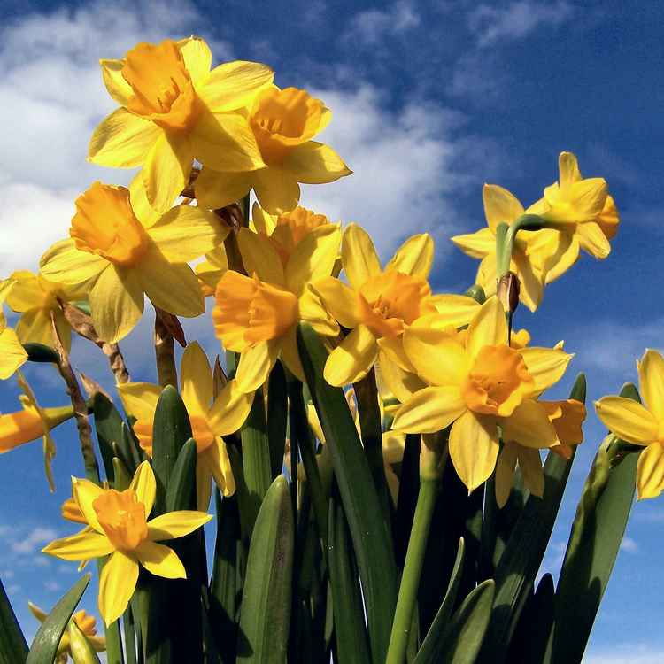 Narzissen-Strauß