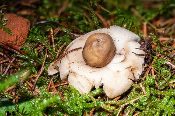 Gewimperter Erdstern