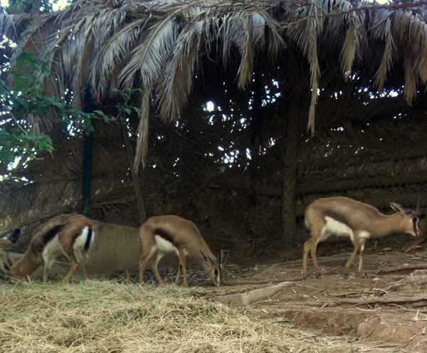 Im Tierpark in Agadir / 17