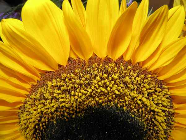 Einer Sonnenblume ins Herz geschaut