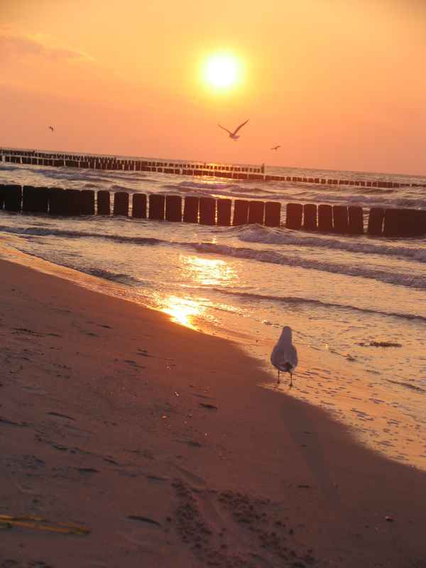 Sonnenuntergang mit Möwe_1