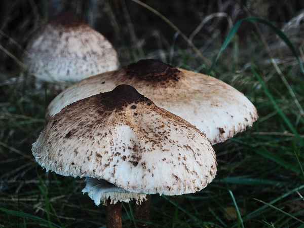 parasol pilz 2