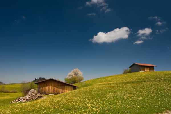 Maiwiesen im Allgäu
