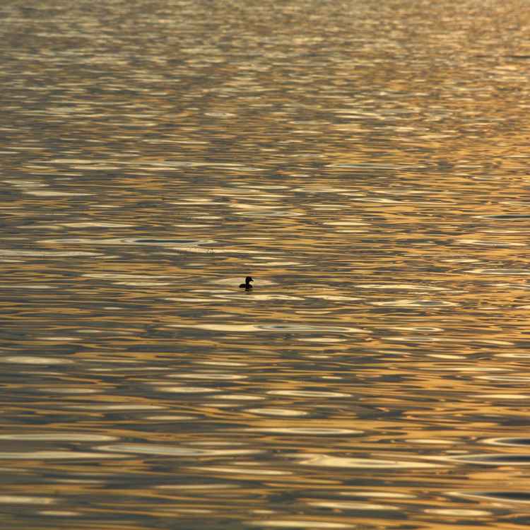 Ente auf dem weiten See