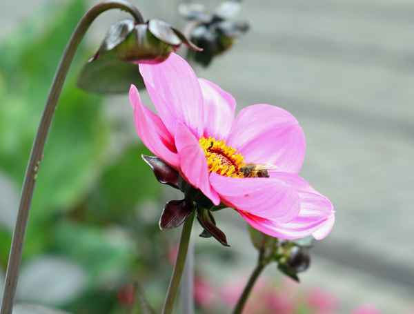 Stadt.Blume 02