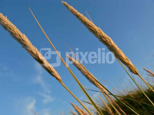 Strandhafer